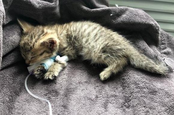 猫咪只吐不拉稀是猫瘟吗,猫咪得了猫瘟治疗得多少钱