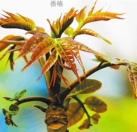 这些野菜你们都认识哪几种,看看这些野菜你真的认识吗