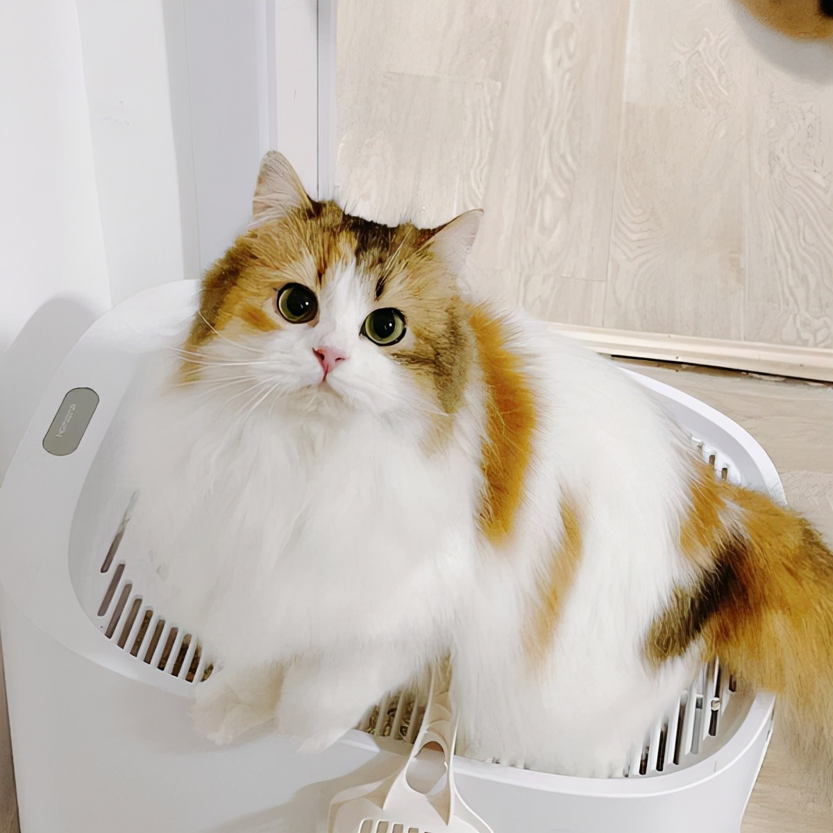 猫猫发情一般要叫几天,猫咪老是自己喵喵叫是什么原因