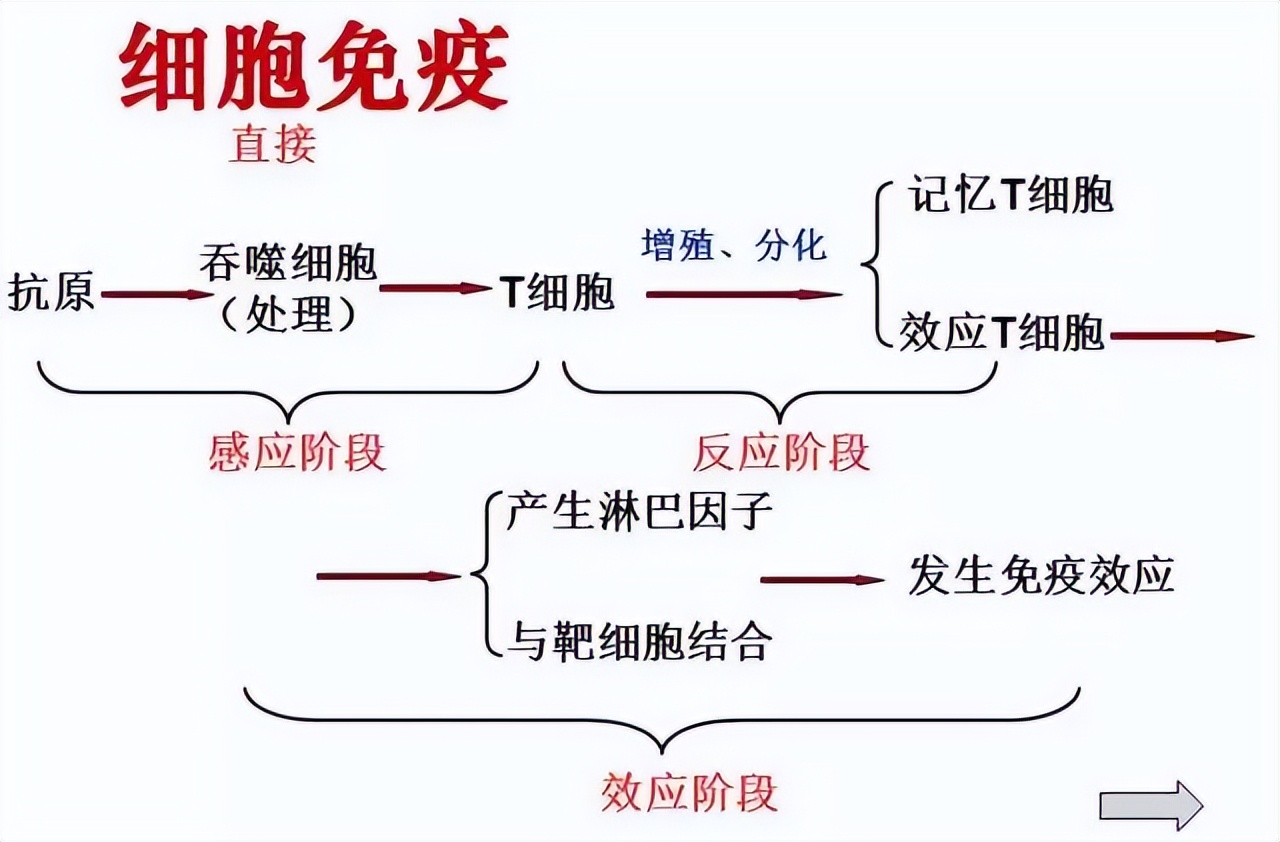 高中生物细胞免疫全知识点视频,生物高中知识点免疫调节