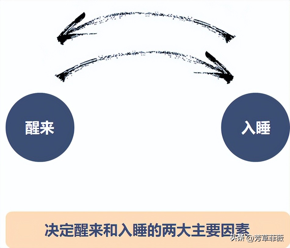 我们为什么要按时睡觉,你为什么每天都要睡觉