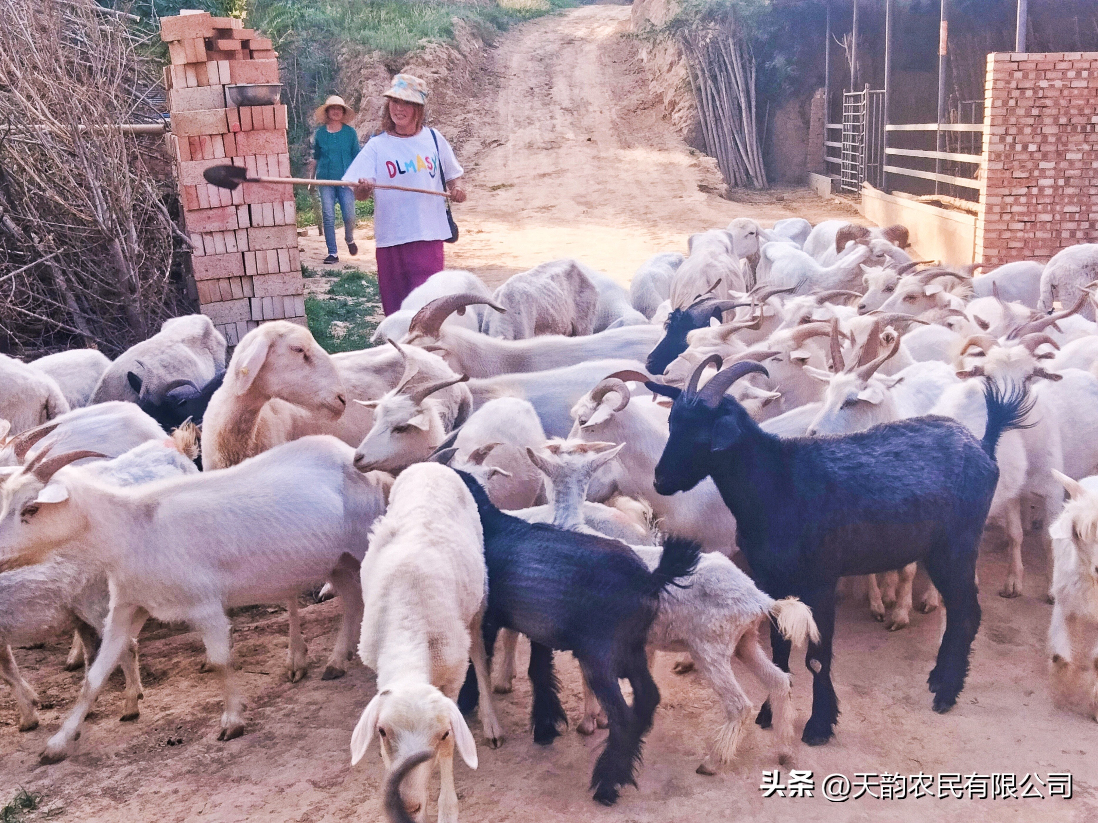 庆城:山区小媳妇回家创业走上“羊”光大道