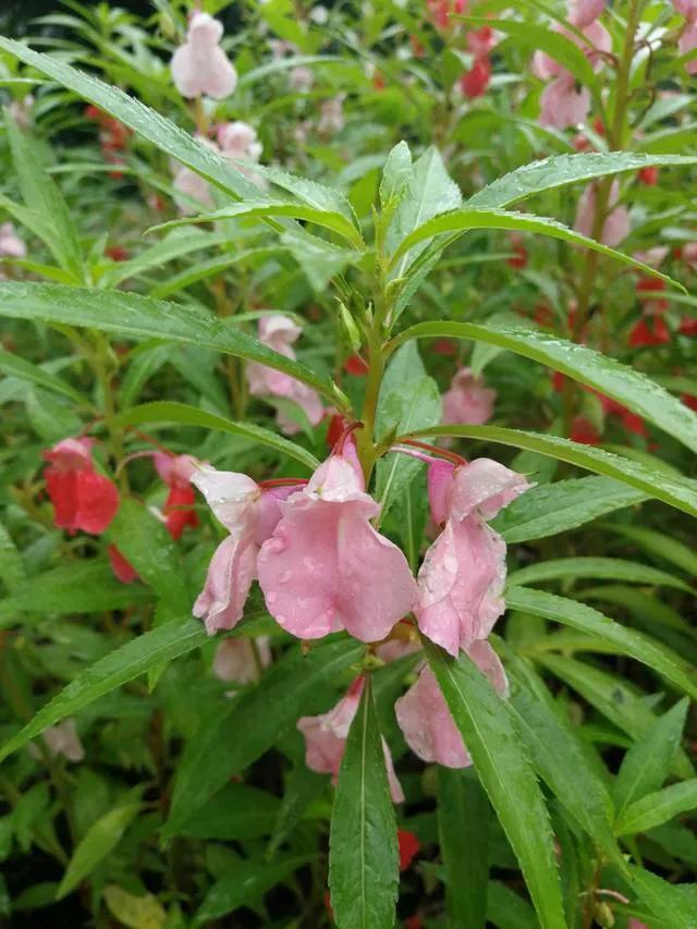 凤仙花种植方法,凤仙花