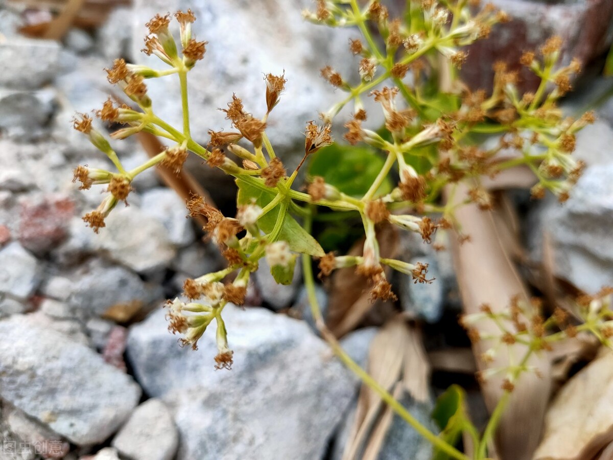 离离原上草一岁一枯荣的翻译,离离原上草一岁一枯荣诗句的意思