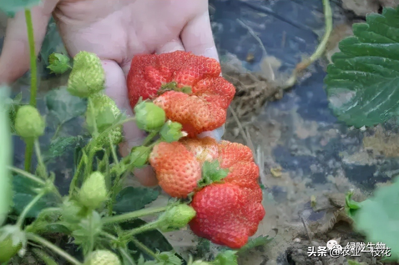 关于草莓畸形,有什么好办法?