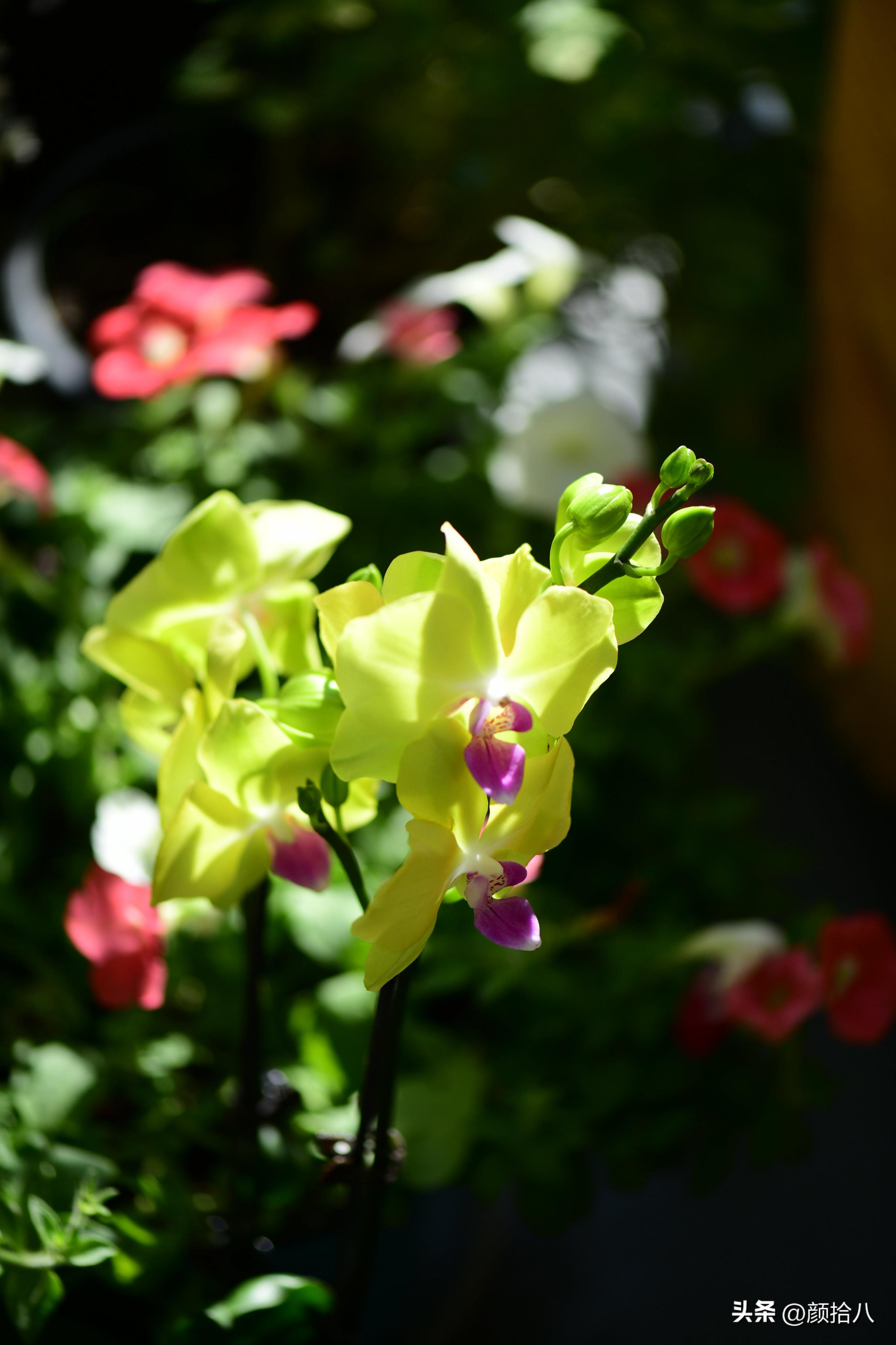 植物冬天屋里冻伤了怎么办,植物冻死了怎么救活