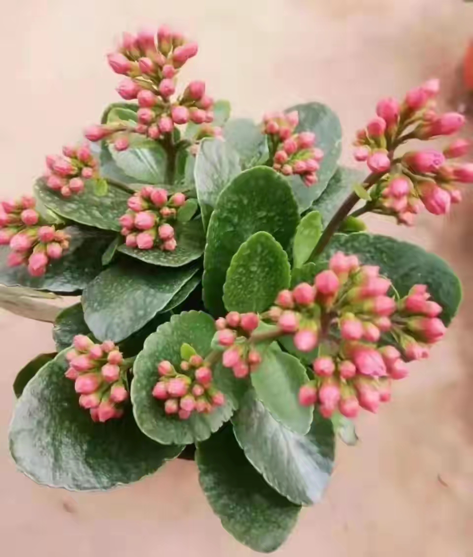 被水浇死的盆栽,容易浇死的植物