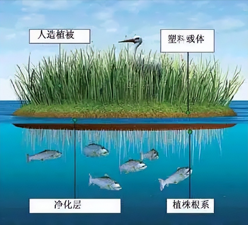 两种环境富集方法对石斑鱼幼鱼认知能力和生长性能的影响