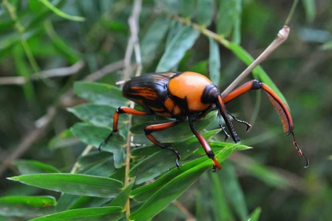 竹虫对竹子危害,野生竹象虫养殖