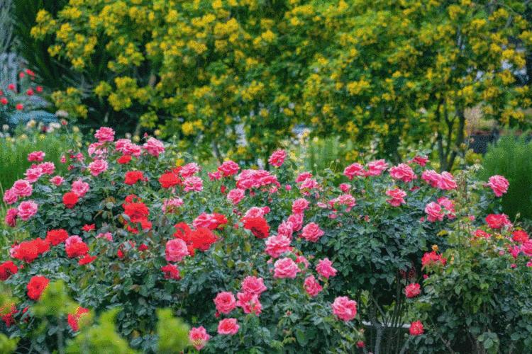 深圳公园的故事｜先锋实践，甜蜜家园——香蜜公园