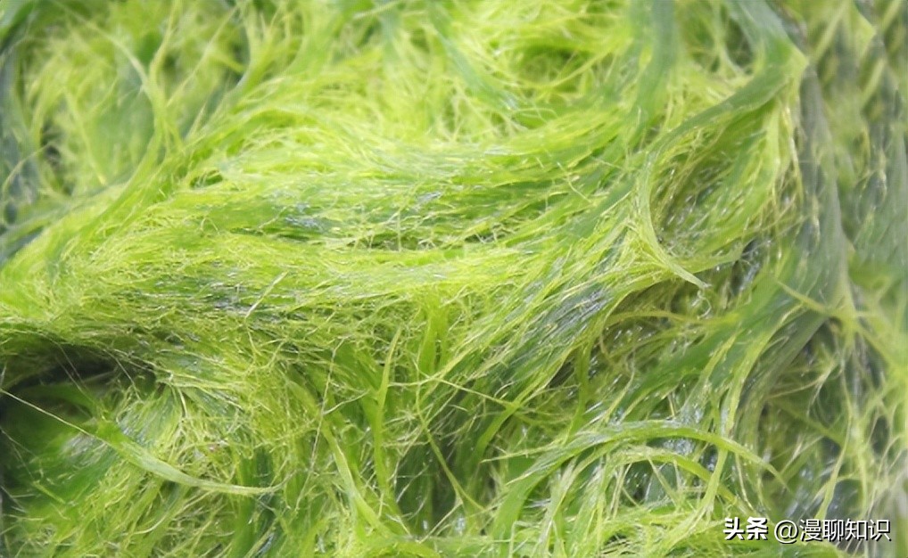 水稻田水绵怎么防治,水绵生物防治