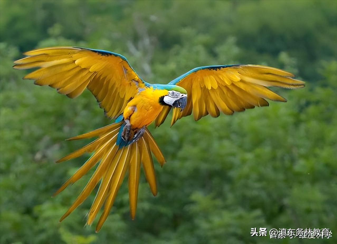 蓝黄金刚鹦鹉叫声,蓝黄金刚鹦鹉一般多少钱