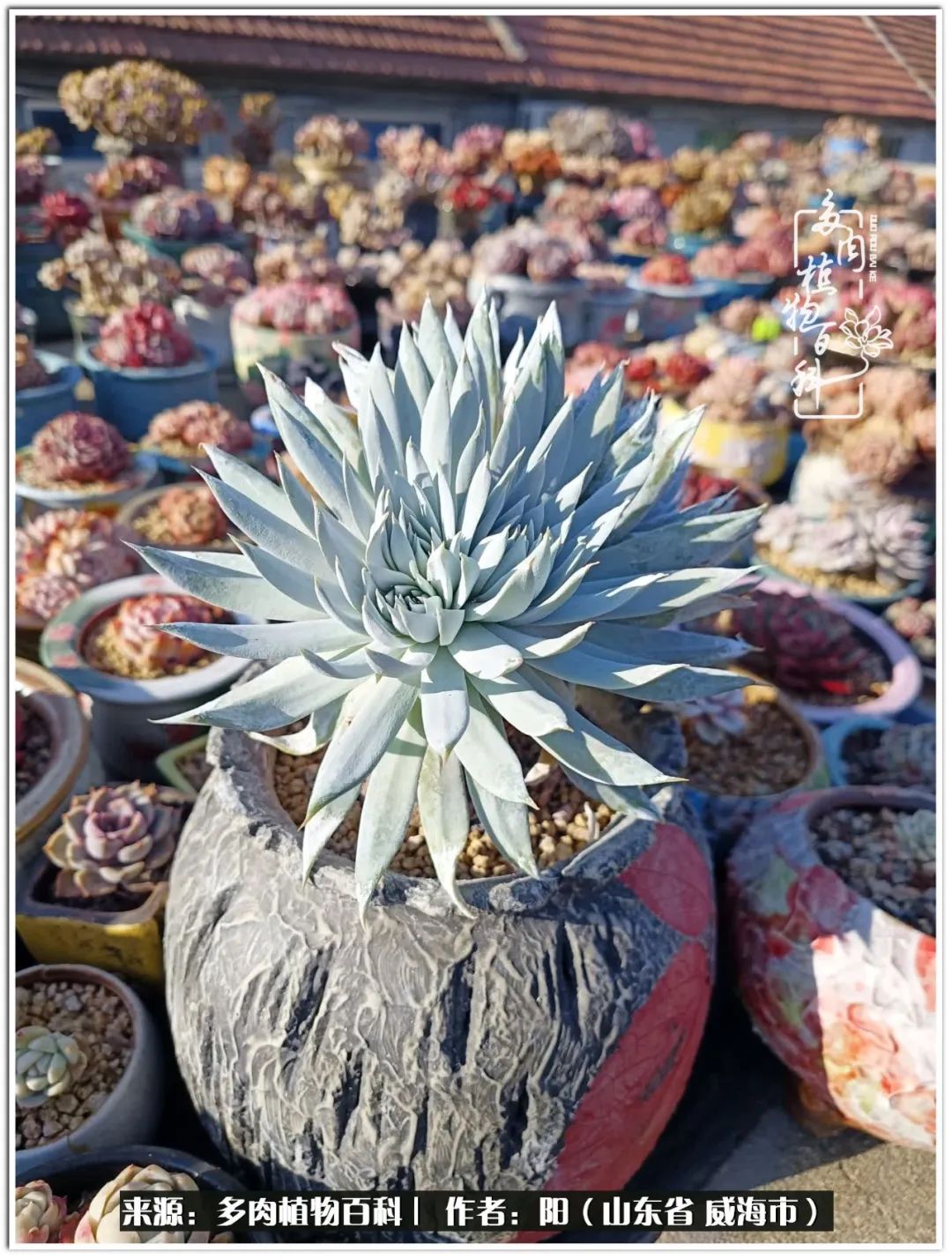 浜洪棿鐑熺伀鑷湁涓囧崈棰滆壊,浜洪棿鐑熺伀鐨嗘槸骞冲嚒棰滆壊