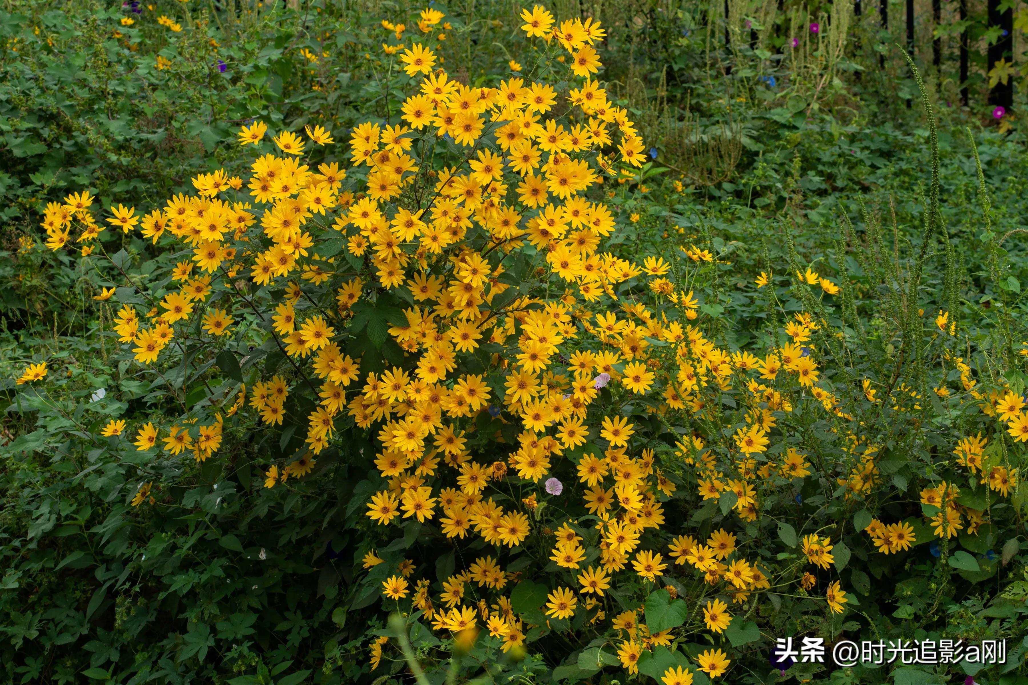 蓝眼菊的花语,七彩菊花语和寓意