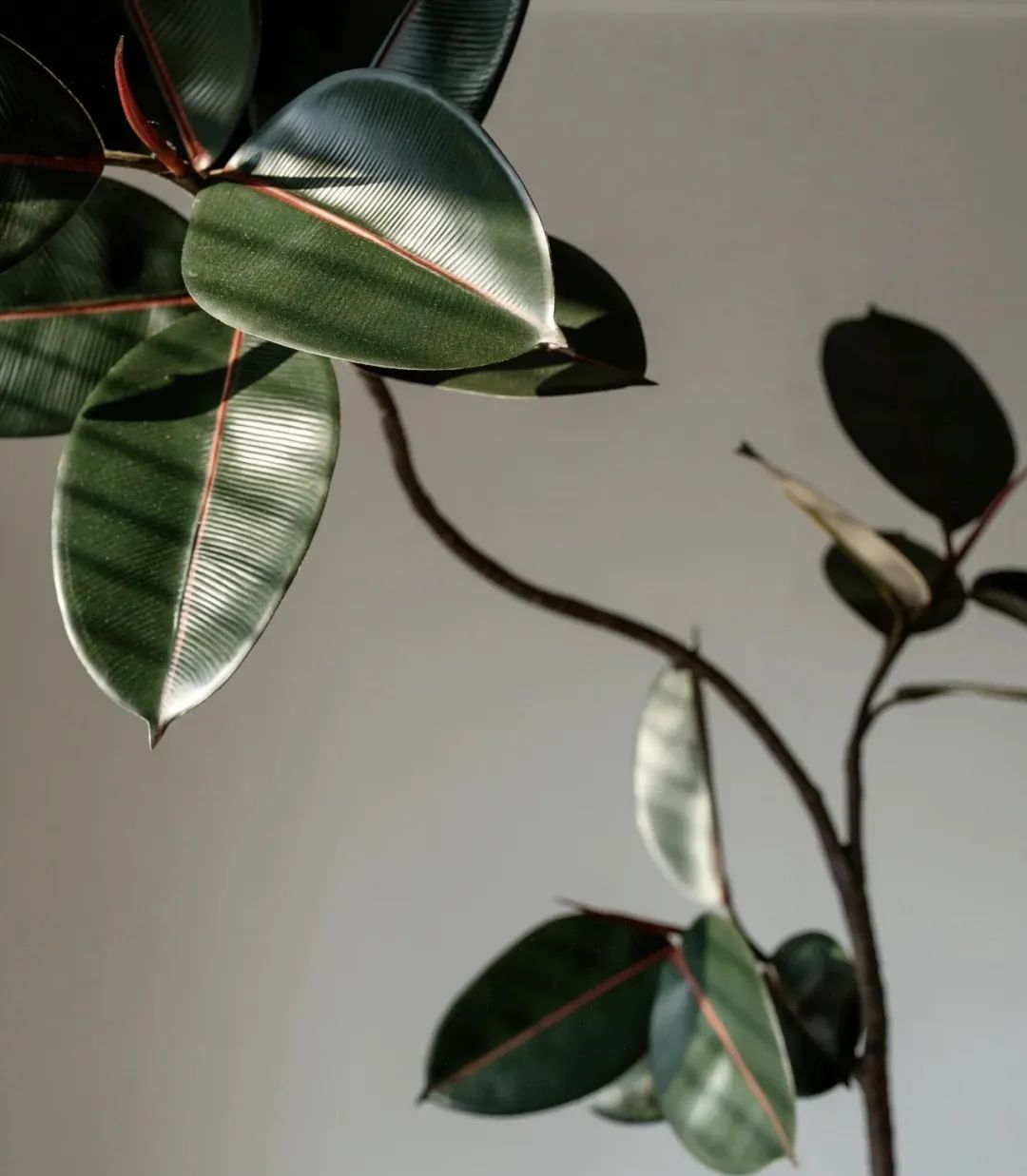 镇宅树排名第一名桂树的图片,庭院别墅适合种植的镇宅树种