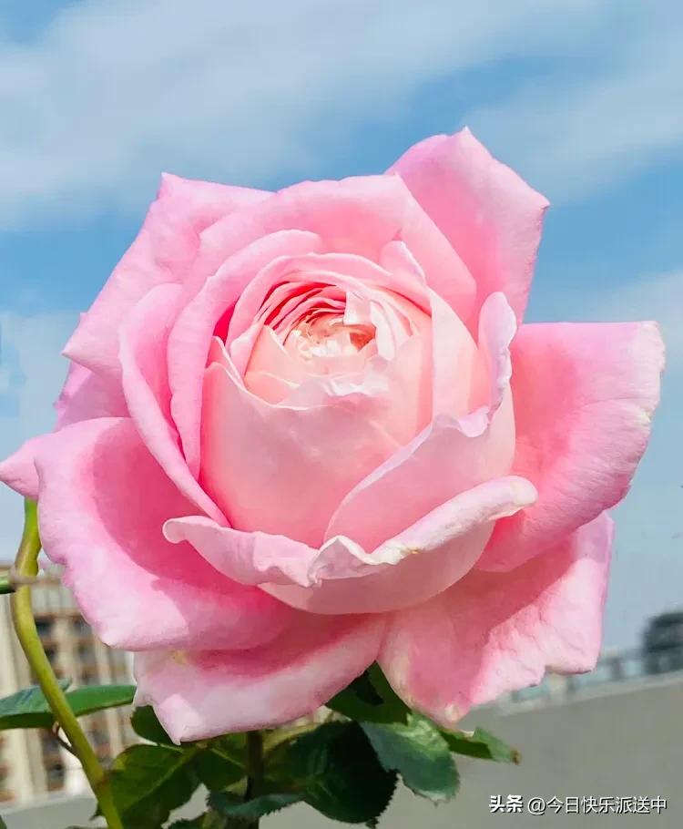 美醉了的月季花图片,各种颜色的月季花图片