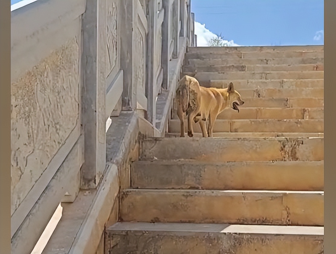 流浪狗被投喂跑5公里等女生后续,女子投喂流浪狗鸡腿