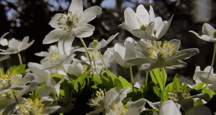 为什么野猪比老虎可怕,一猪二熊三老虎猎人