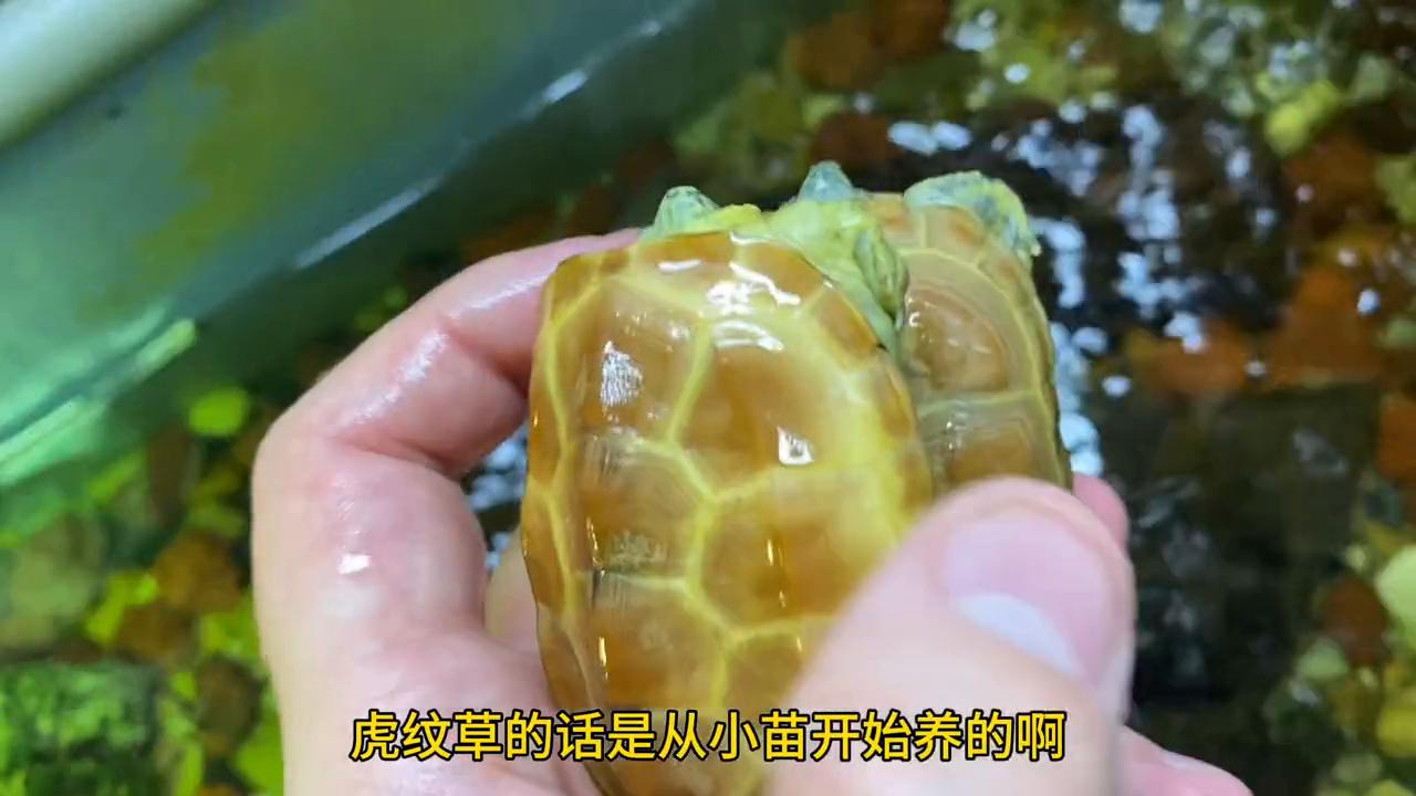 双头巴西龟是一只还是两只乌龟,双头巴西龟大战鳄龟