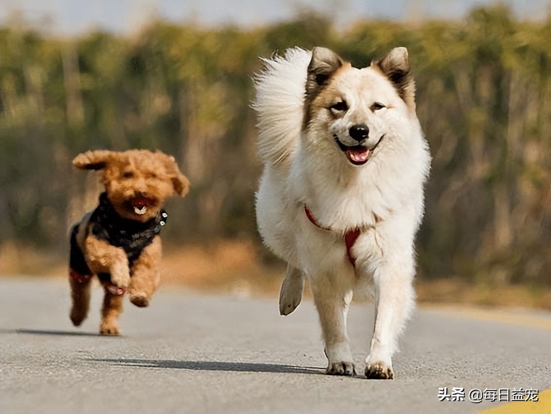 狗狗感冒症状及治疗方法,狗狗感冒什么症状吃什么药