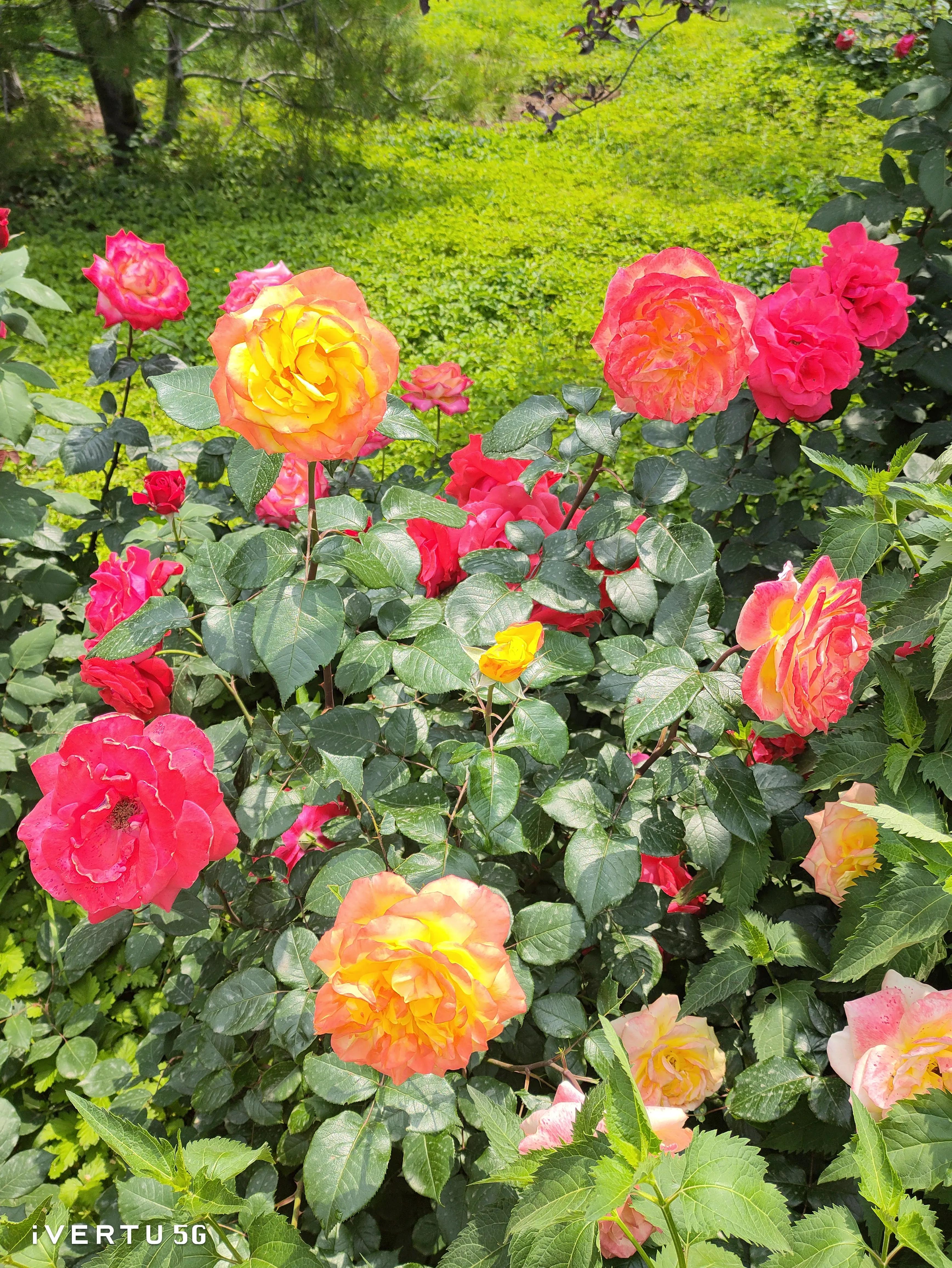 北京盆栽月季可以户外过冬吗,北京植物园市花月季