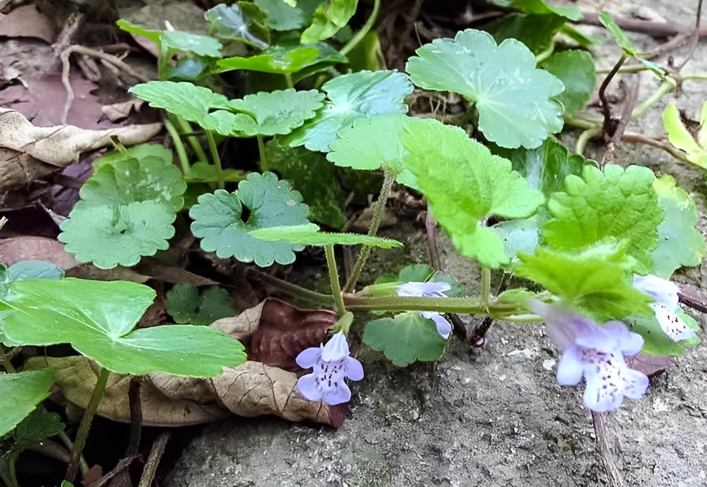 在溪边阴凉处，有1种肺风草，十分珍贵，看到挖走就赚了，别忽视