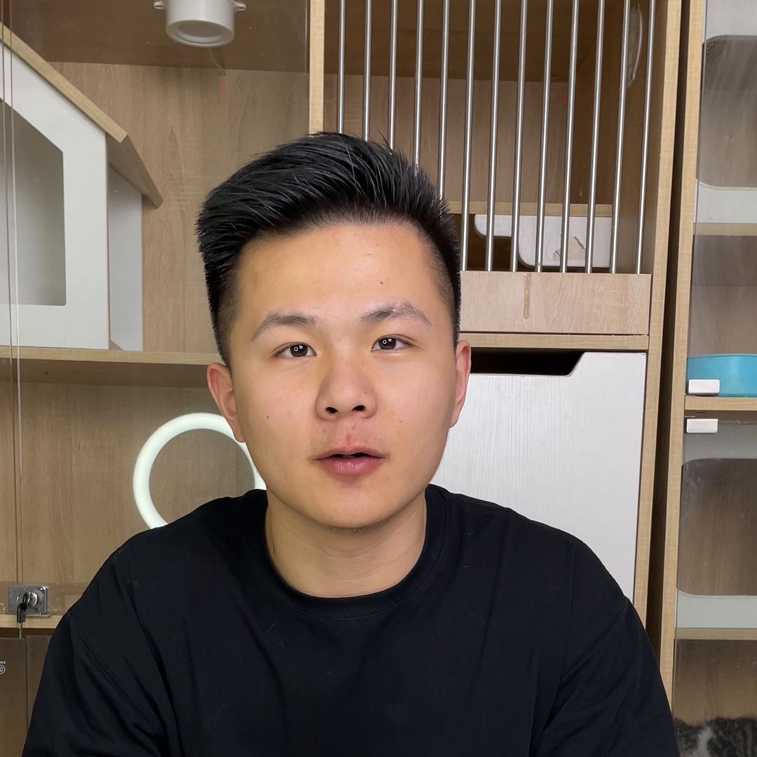 美短起司猫多少钱银渐层,串串起司猫和纯种起司猫区别在哪