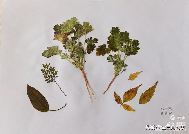 临猗庙上初中推进并践行植物标本课程