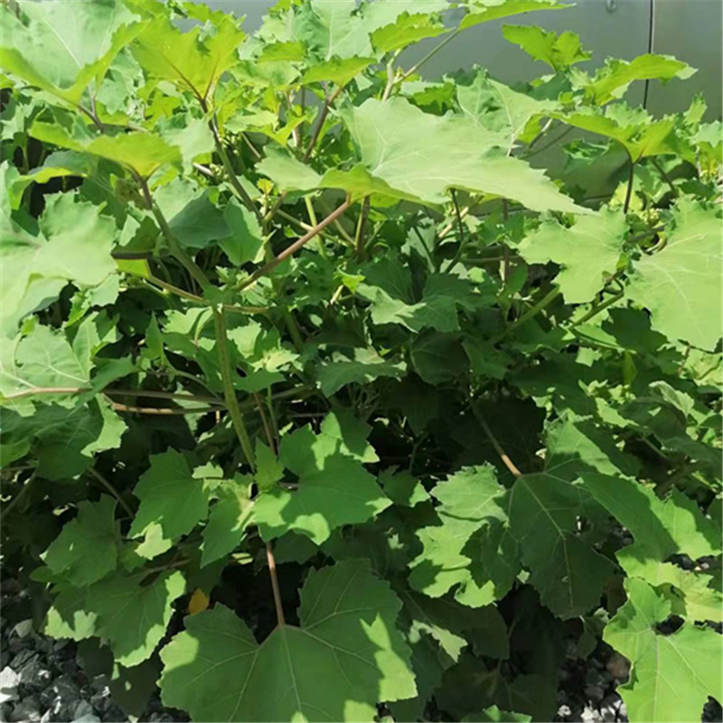 农村野生的苍耳怎样使用,苍耳草价格多少钱一斤