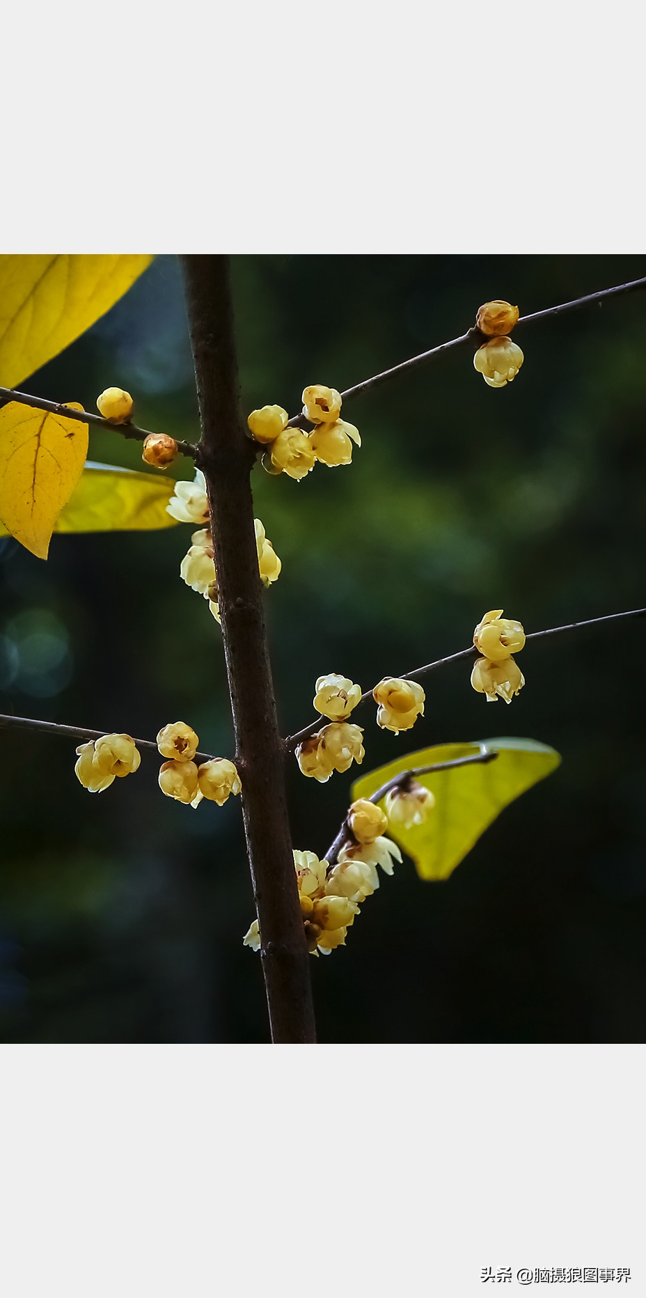 腊梅花特写怎么拍照好看,拍一枝腊梅花怎么拍出高级感
