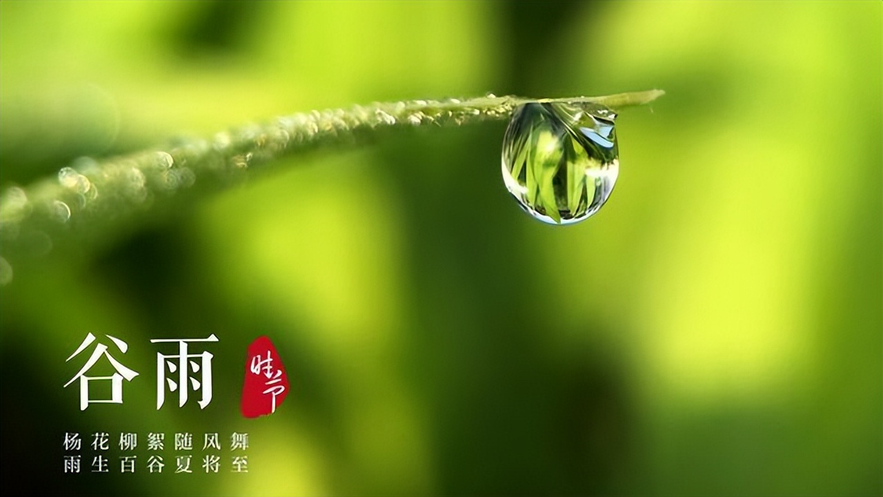 谷雨应该喝什么茶,谷雨喝什么茶最好