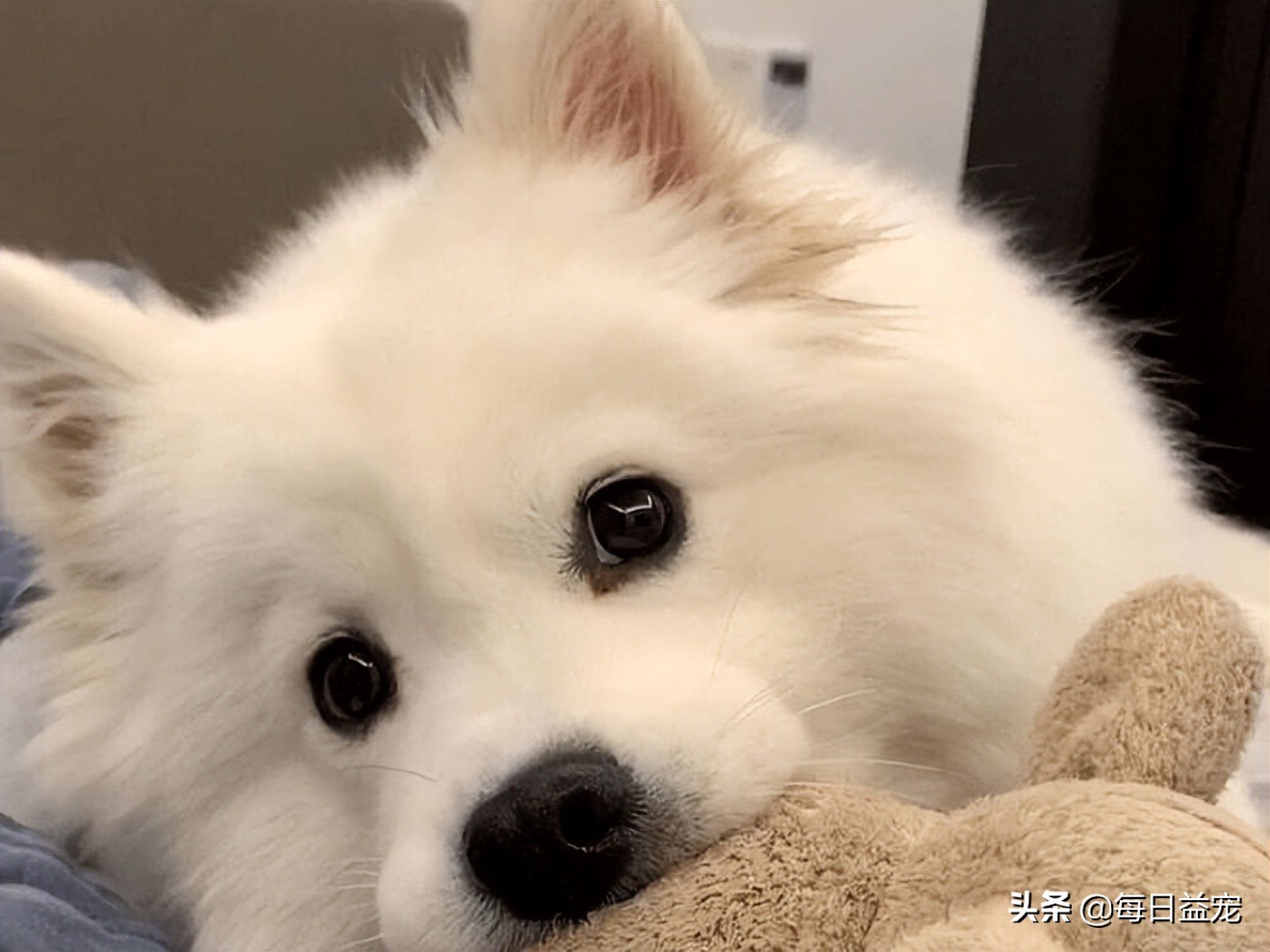 狗狗长时间躺地上，容易得肘关节囊肿，狗子：还不快给老子准备床