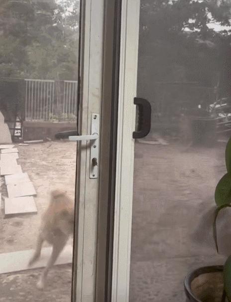 柴犬笑死,笑死人的柴犬视频