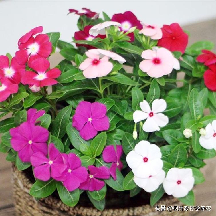 6种花夏天要遮阴养护,6种花适合新手养护轻松开爆盆