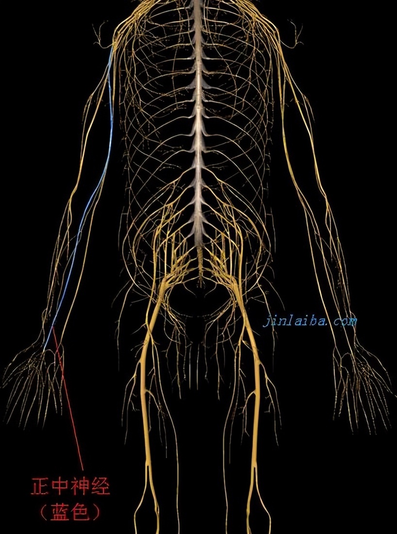 手部麻木怎么办,手部麻木吃什么药好