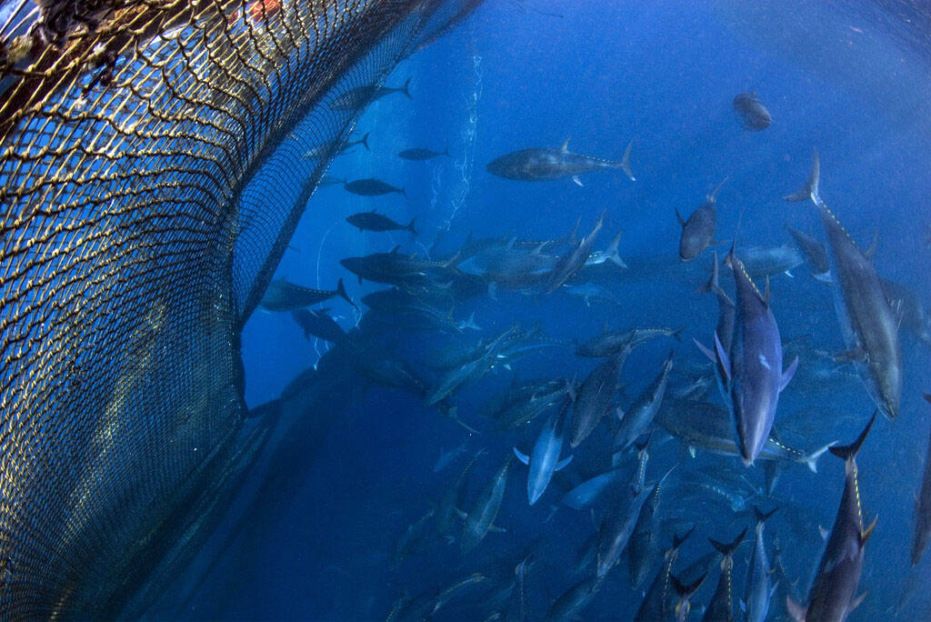 鲨鱼被割掉鱼鳍还能活多久,现在鲨鱼每年有多少被杀