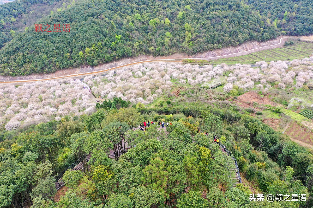 3月份看樱花去哪里看最好,三月中旬最值得去欣赏的樱花最美