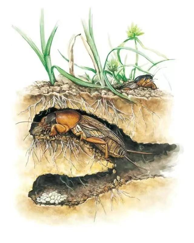 虫形挖掘机——蝼蛄