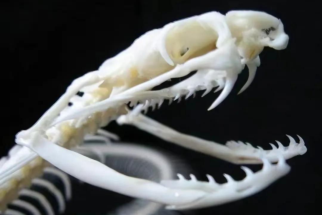 农村用雄黄粉驱蛇的正确方法,居家防蛇雄黄驱蛇的正确方法