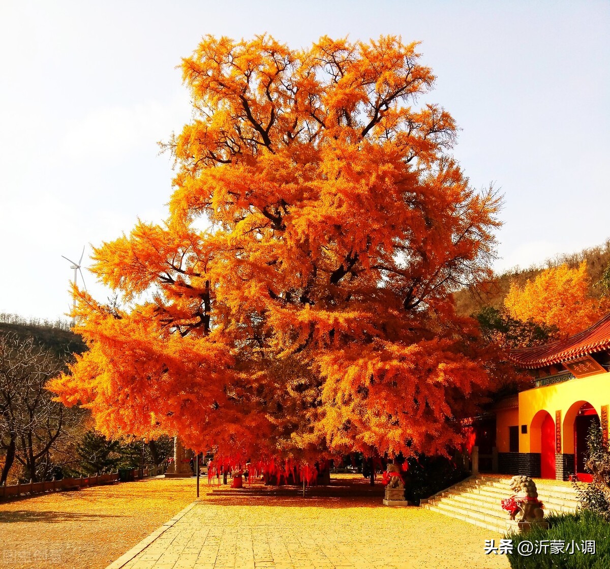 安丘市姜蒜,安丘的姜蒜之乡是哪里