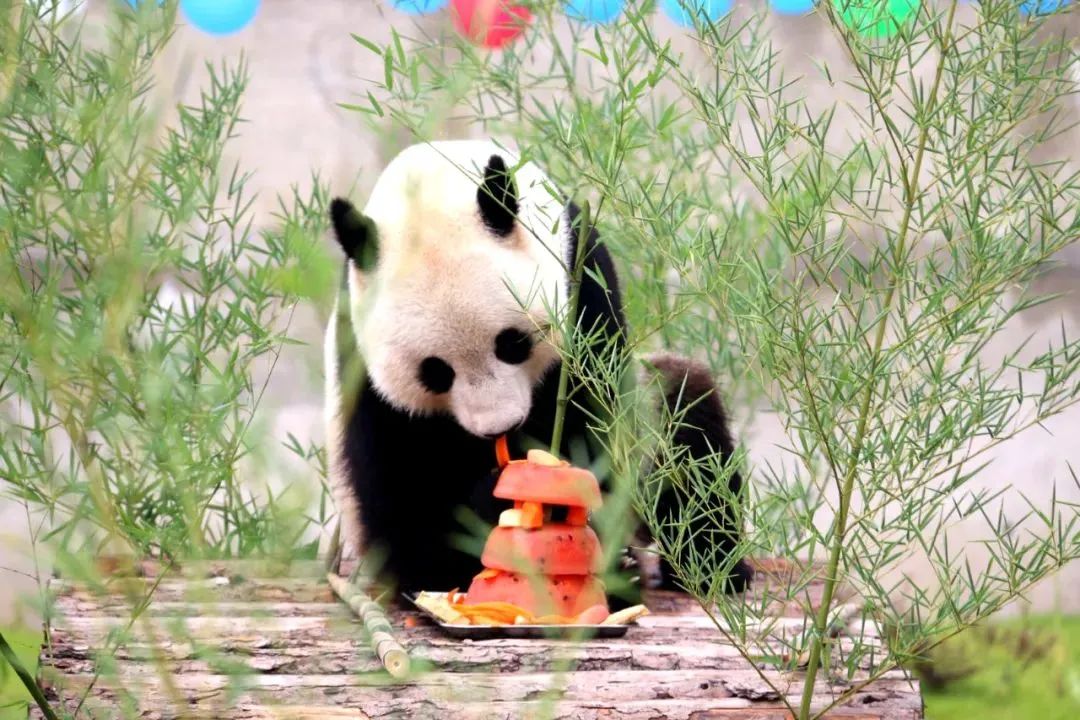 闈掔鏃呮父,鐪夊北闈掔