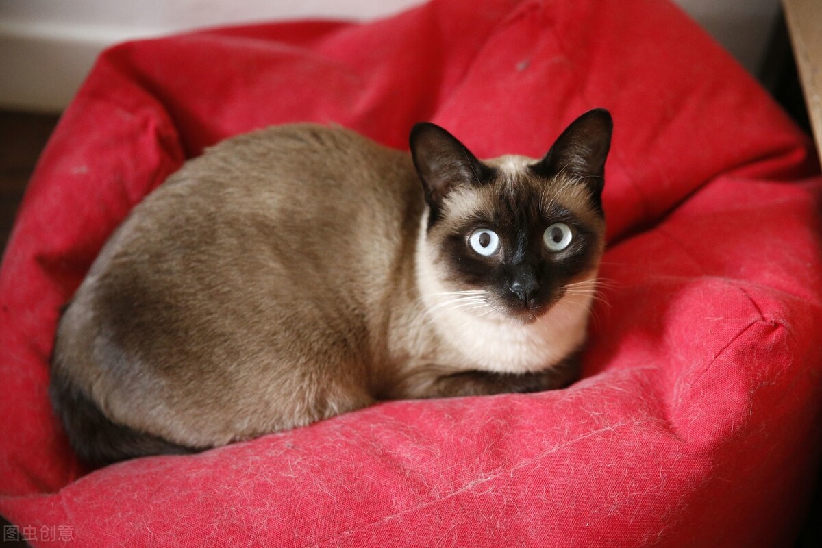 最适合新手养的十种猫,建议新手养的6种猫