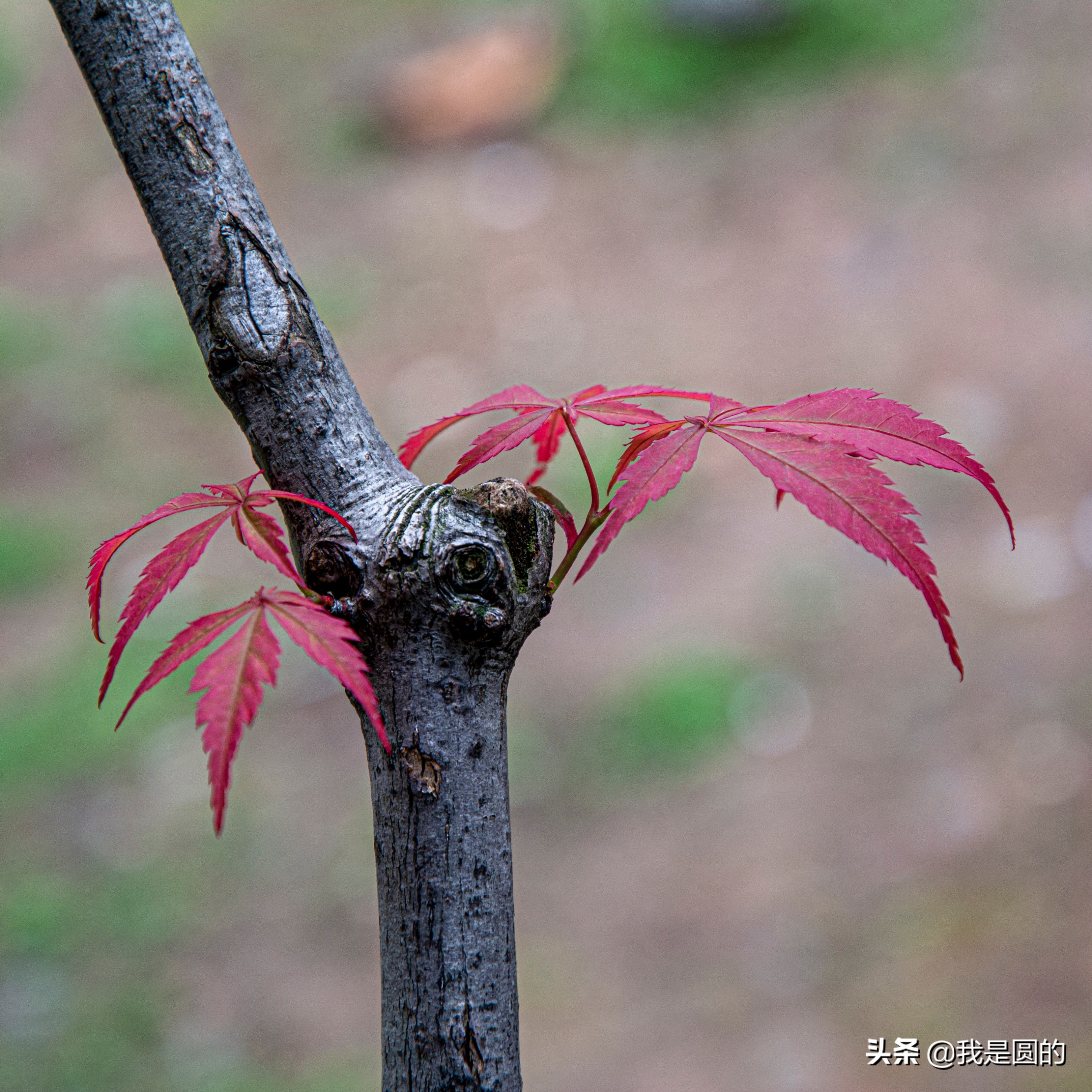 “五.一”树叶也很红（原创摄影+随笔300字）