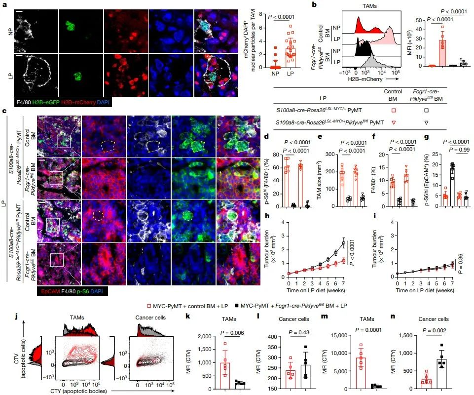 低蛋白饮食抗衰老,低蛋白饮食能显著降低癌症发生率