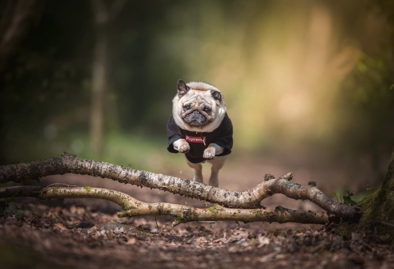 英国最受欢迎的宠物狗,英国最受欢迎的十大名犬