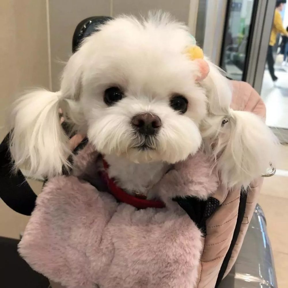 养什么小型犬寿命长又好看,建议新手养的10种小型犬性格好的