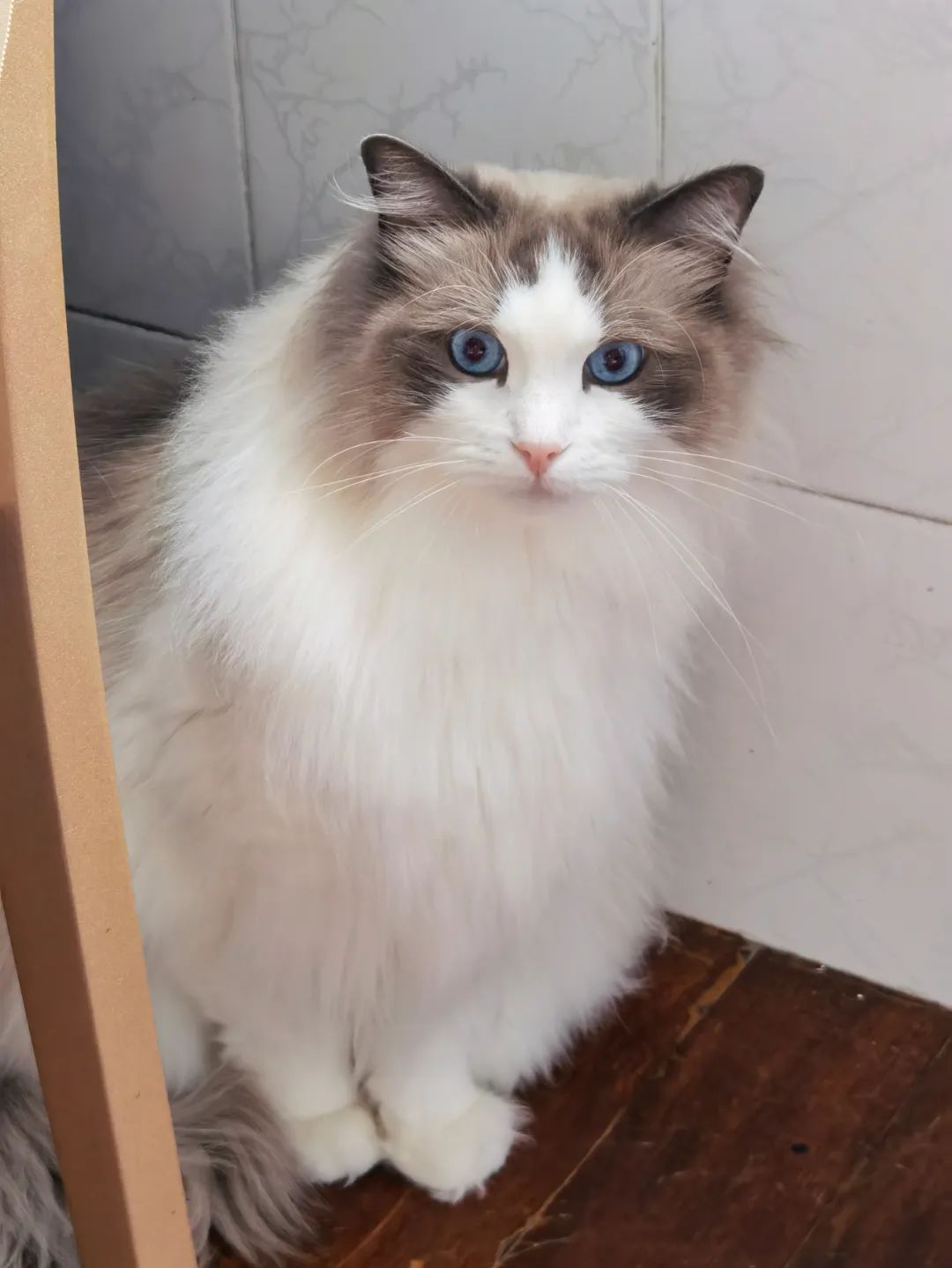 汤圆布偶猫,最好看的布偶猫汤圆