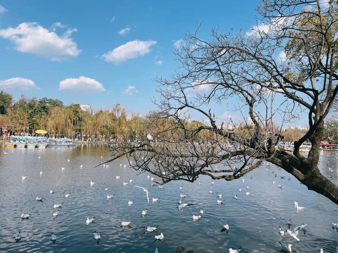 夏天云南最适合避暑的城市,云南既适合避寒又适合避暑的地方