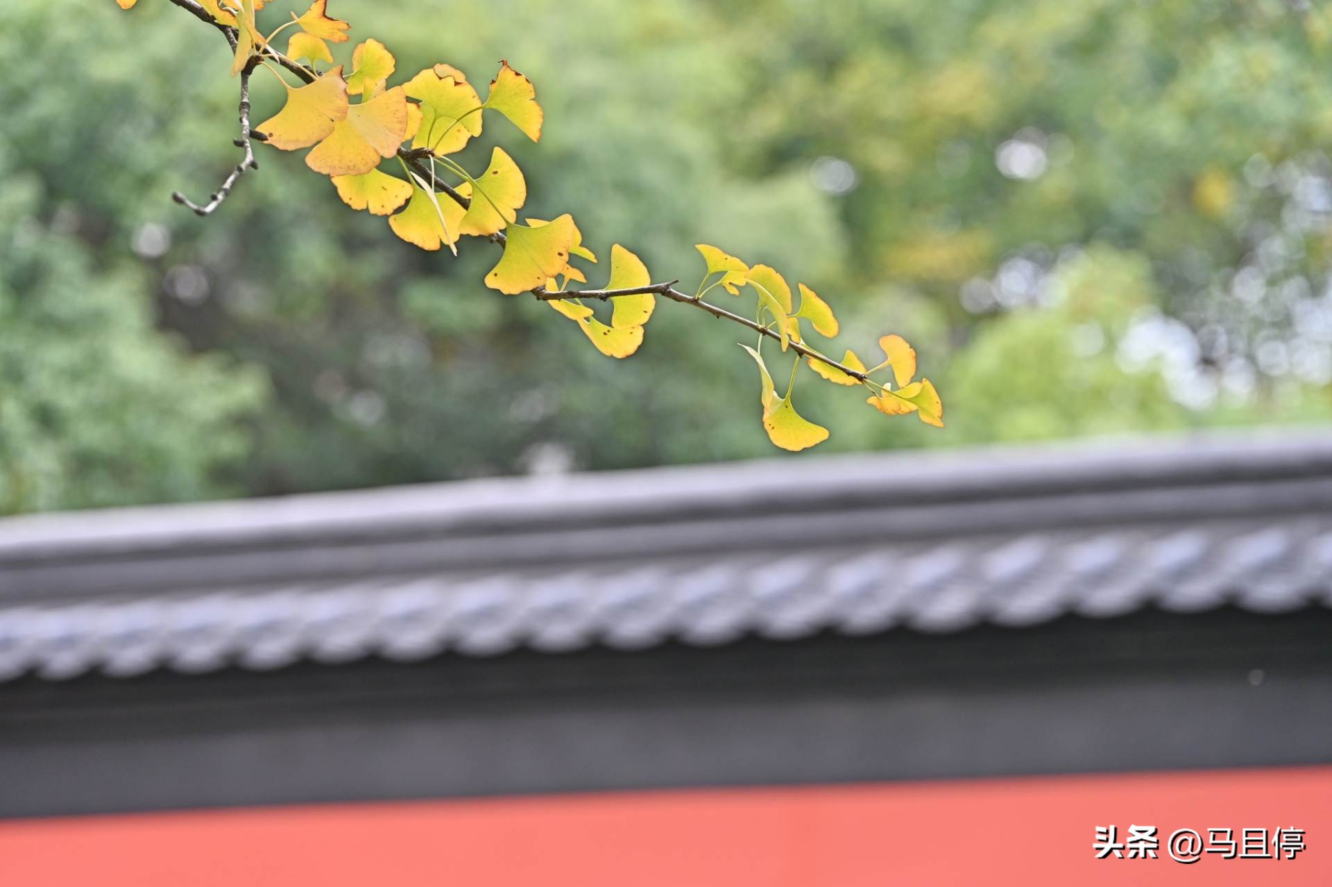 杭州旅游攻略赏秋超详细,11月杭州旅游的最佳地方