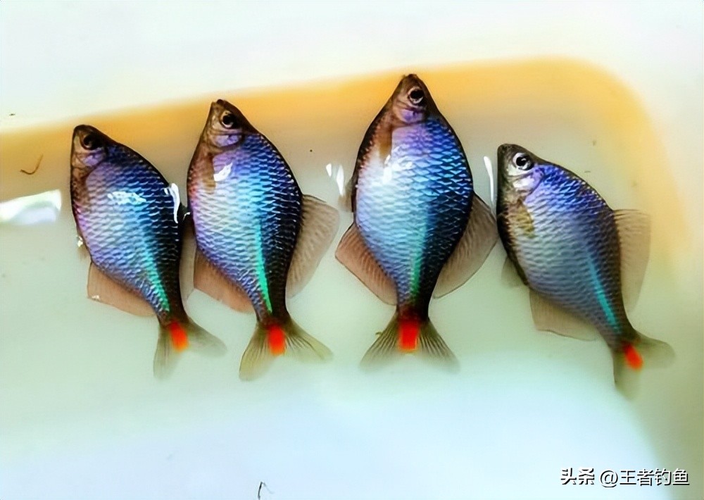 鳑鲏几月最好钓,鳑鲏什么季节好钓